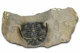 Hollardops Trilobite - Foum Zguid, Morocco #363215-2